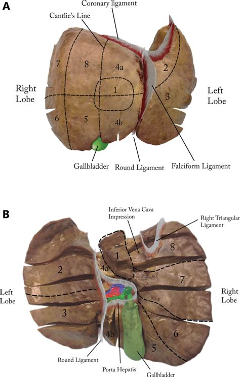 Figure 1, [Functional (Couinaud) segments of the...]. - Liver Cancer ...