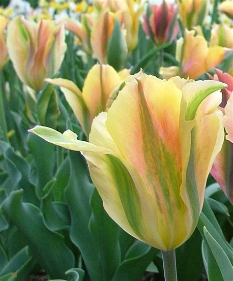 Тюльпан зеленоцветный Голден Артист | Bulb flowers, Tulips, Flowers