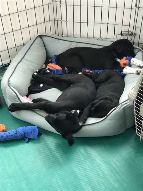 Hope - New Hope Dog Rescue