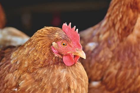 Chicken Hen Poultry - Free photo on Pixabay