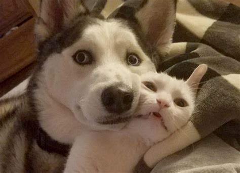 17 снимки на котки и кучета, които се гушкат, за да понижат кръвното ви ...