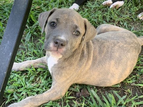 Bandog For Sale in Richland County (2) | Petzlover