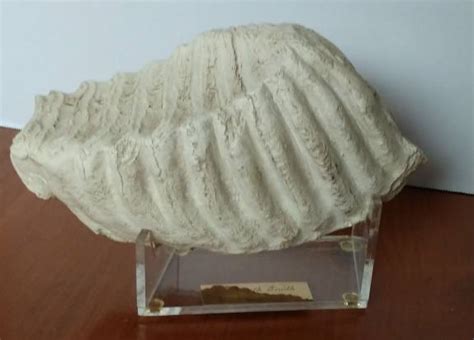 mamoth tooth - Is It Real? How to Recognize Fossil Fabrications - The ...
