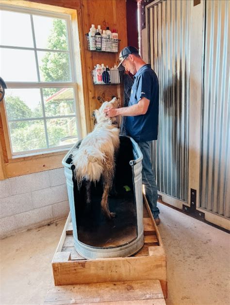 How to Set Up a Dog Washing Station | Thermaland Oaks