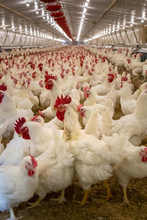 Broiler Photos, Download The BEST Free Broiler Stock Photos & HD Images