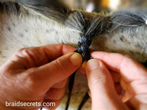 BRAIDED HORSE MANES: Why, How-to & Expert Advice - Braid Secrets