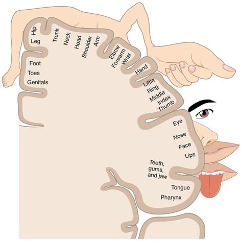 Cortical Homunculus - Wikipedia - Printable Body Maps - Printable Maps