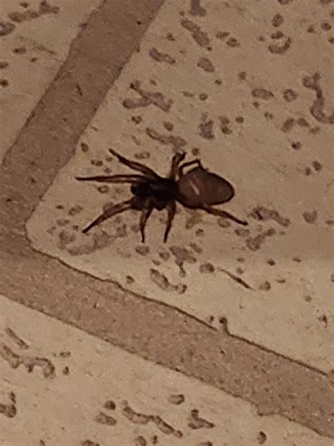 Brown recluse or woodlouse spider? Found in grandma's basement in