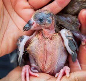 hatchling  fledgling    baby pigeon