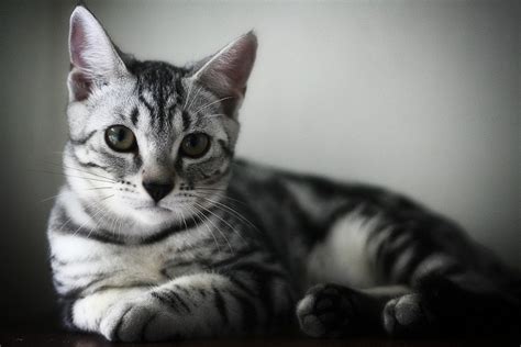 Какие кошки не болеют