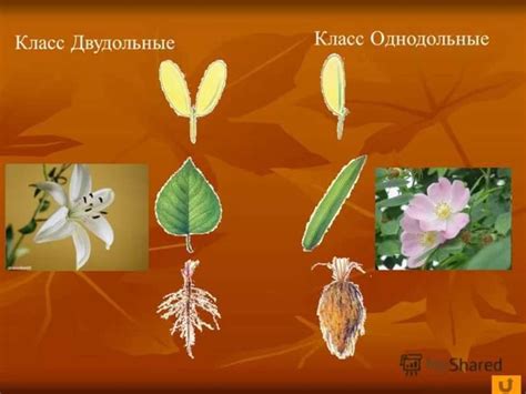 Царство растения - online presentation