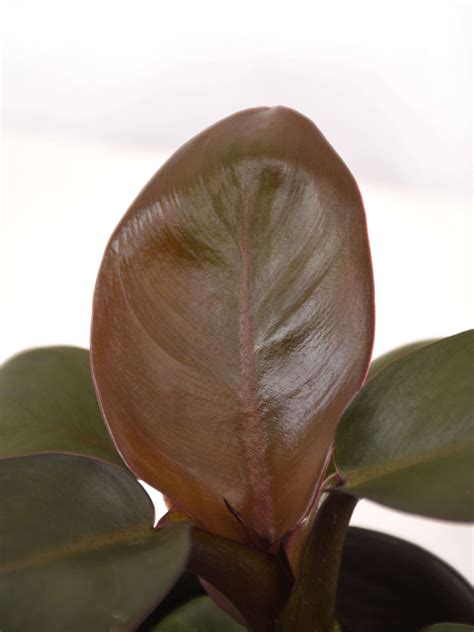 Mini Philodendron Black Cardinal kaufen