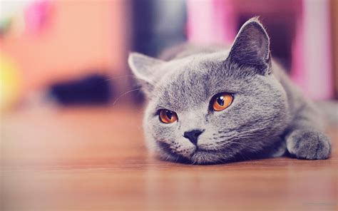 Cat PC Wallpapers - Wallpaper Cave