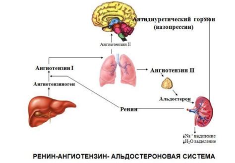 Ангиотензин 1–3 - что это такое и какой эффект вызывает