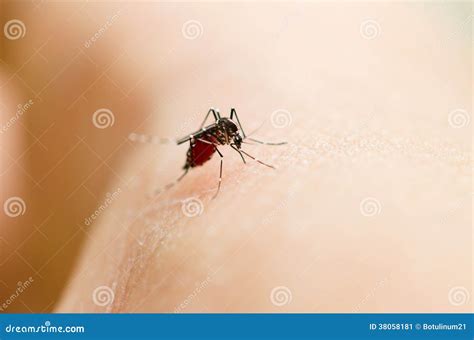 Closeup mosquito stock image. Image of closeup, bite - 38058181