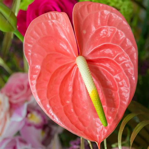¿Conoces la Flor de la prosperidad?