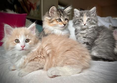 Norwegian Forest Cat Breeder - GudrunSplace Norwegian Forest Cats