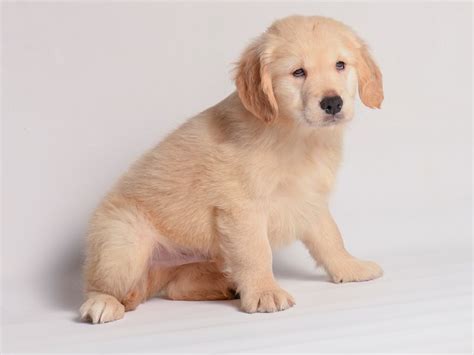 Golden Retriever Small Animal Golden ID:20335 Located at Petland Topeka ...