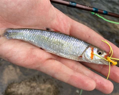 Georgia — Native Fish Coalition