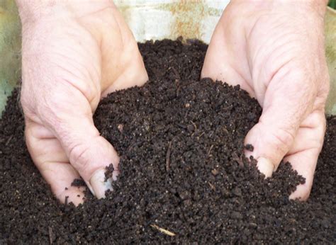 O Que é um Solo Humífero? | Mundo Ecologia