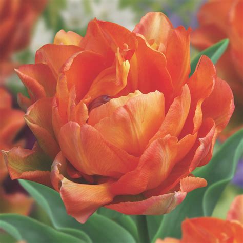 Tulip Orca - Bulbs