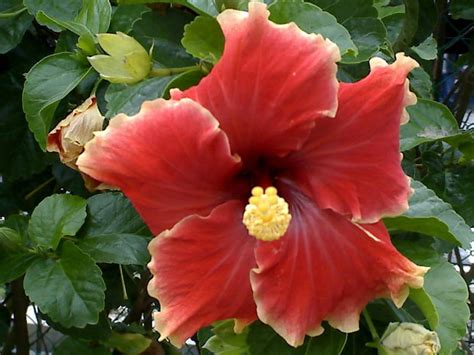 malaysia national flower wallpaper  flower site