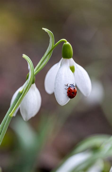 embracing winter wildlife   allotment