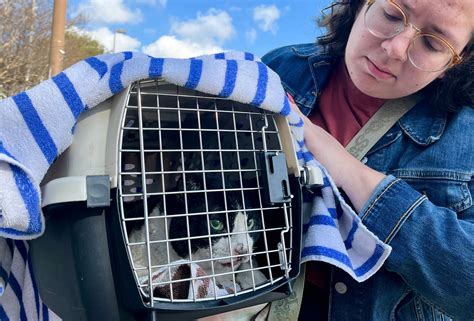 Happy Cat Sanctuary: Un hombre y más de 100 gatos mueren en el incendio