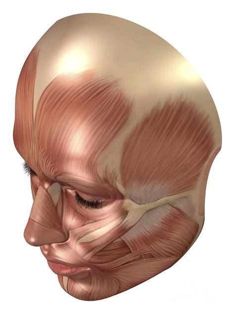 Human Face Anatomy For Artists