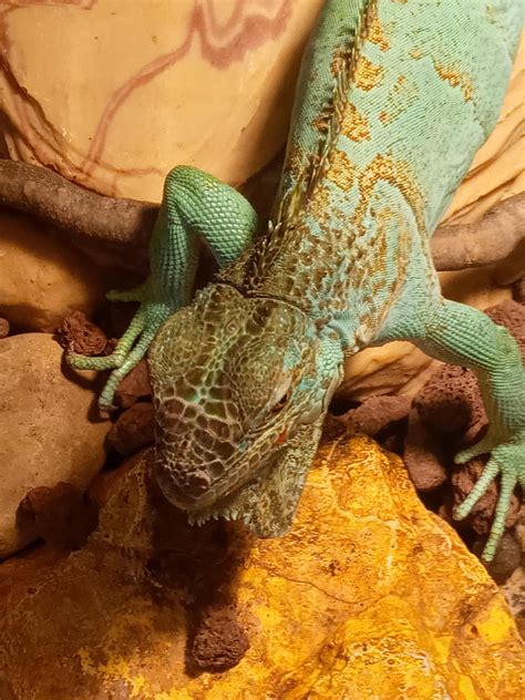does iguana change color 1