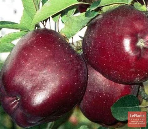 Яблоня 'Роял Ред Делишес' — описание сорта, характеристики | на LePlants.ru