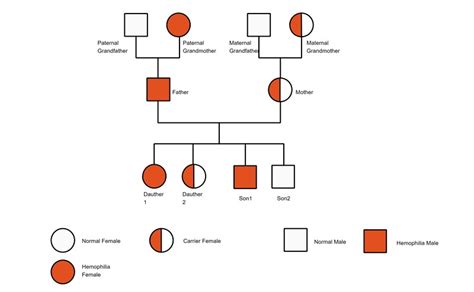 Free Editable Genogram Examples | EdrawMax Online