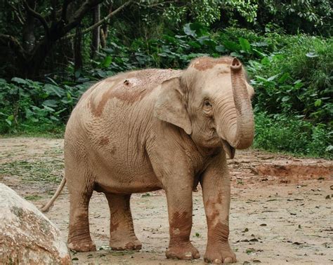 elephant calf   muddy field  stock photo