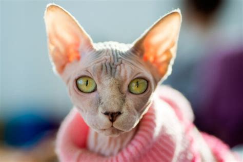 Sphynx Cat Personality Traits & Facts | Great Pet Care