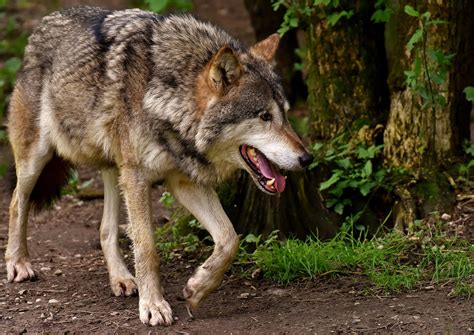 400,000+ Free Animal Faces & Face Images - Pixabay