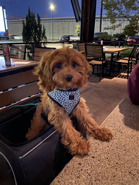 She’s growing so fast : r/CavaPoo