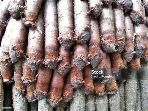 tree roots texture stock photo  image  backgrounds