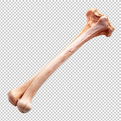 Hueso del fémur sobre un fondo transparente | Archivo PSD Premium