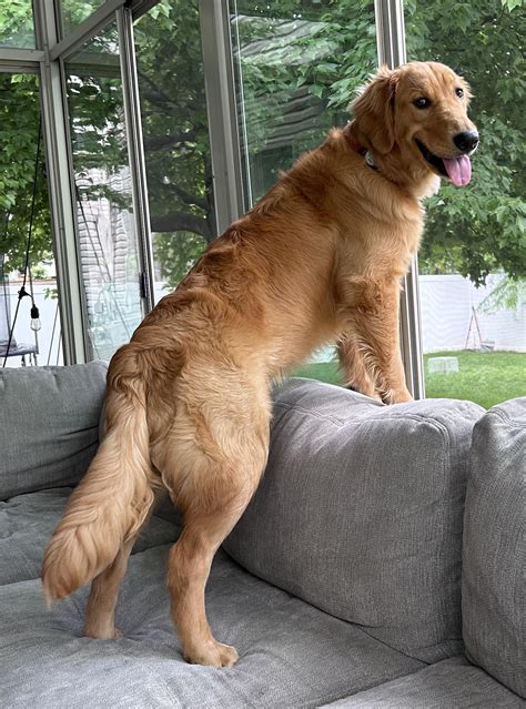 Looking for insight: How big is your male golden retriever? : r/goldenretrievers