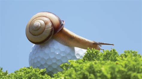 Slow Pokes: The solutions to slow play - Golf Australia Magazine
