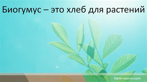 Что такое Вермикомпост/биогумус? - Диптера