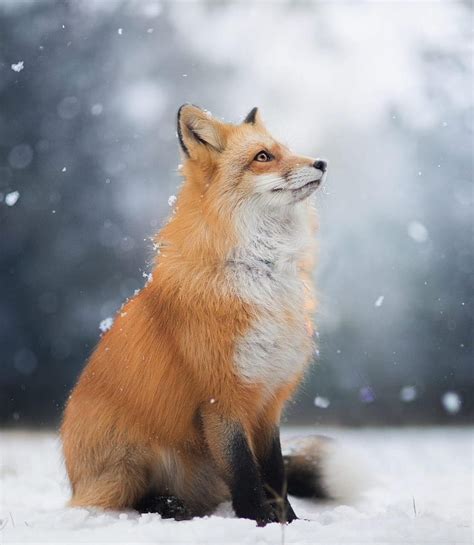 Red Foxes Snow Fox And Backgrounds HD phone wallpaper | Pxfuel