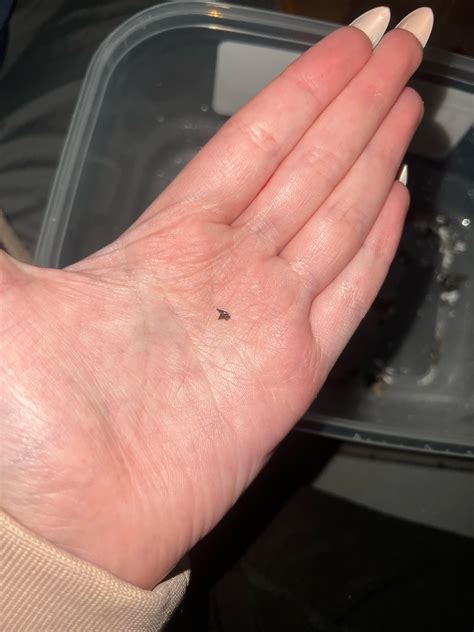 tiniest shark tooth  rsharks