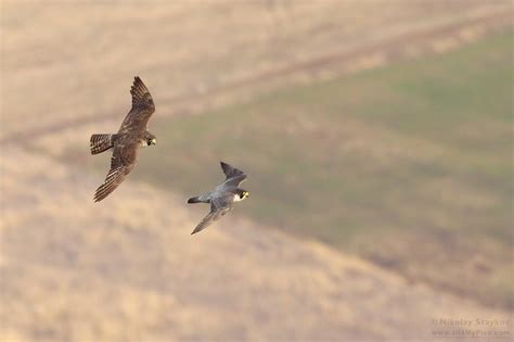Сокол скитник (Falco peregrinus) – Birds Photographer – Nikolay Staykov ...