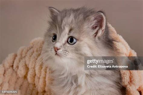 Newborn Baby Kittens Photos and Premium High Res Pictures - Getty Images