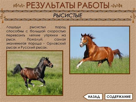 Описание разных пород лошадей, классификация с названиями и фотографиями