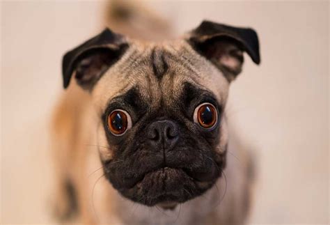 Do Pug Eyes Fall Out? - PatchPuppy.com