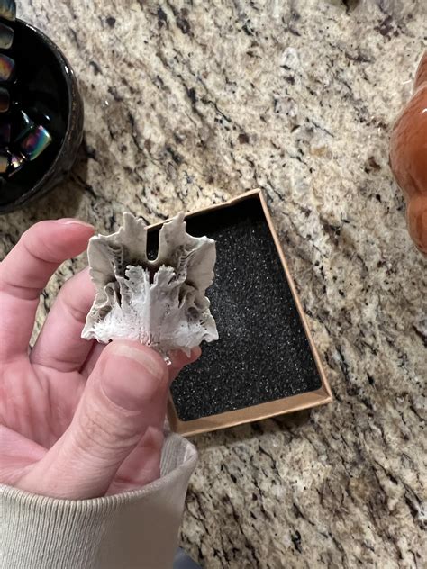 Found on a beach in Corpus Christi : r/whatisthisbone