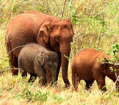 Wildlife Tours in Sri Lanka | Sri Lanka Wildlife Tours | Guided ...