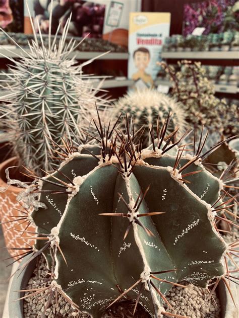Cactus aesthetic